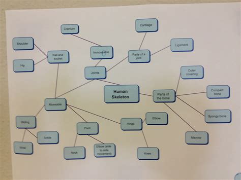 skeleton concept map.